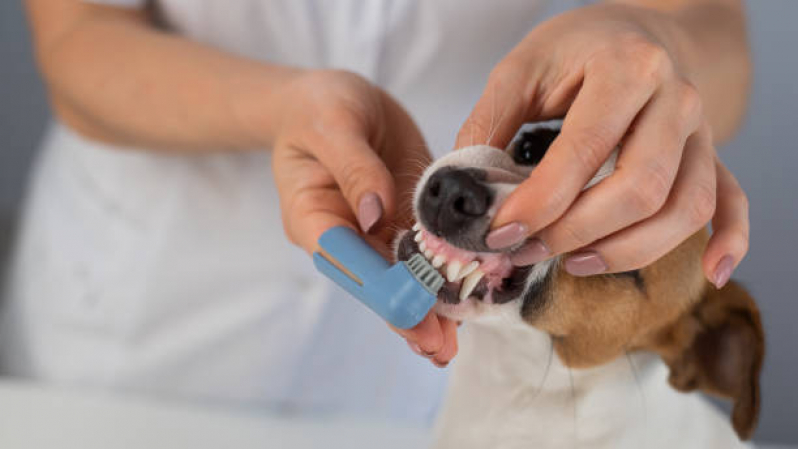 Clinica Veterinária Popular Telefone Sabará - Clínica Veterinária 24 Horas Perto de Mim Londrina