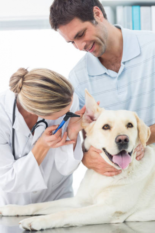 Clinica Veterinária Popular Jardim Presidente - Clinica Veterinaria 24hrs Londrina