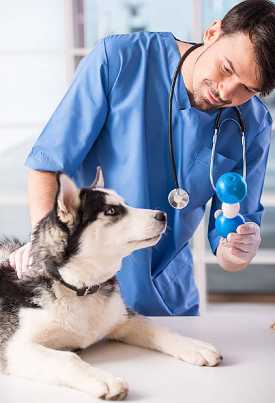 Clínica Veterinária Proximo a Mim Centro - Clínica Veterinária 24 Horas Próximo de Mim