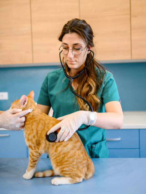 Consulta ao Veterinário Cidade Industrial 1 - Consulta Oncologista Veterinária Londrina