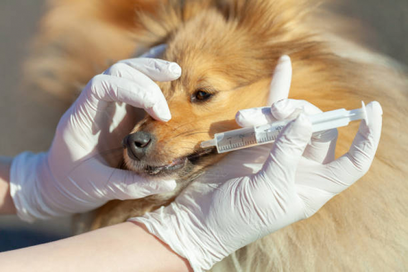 Consulta de Veterinário Cinco Conjuntos - Consulta no Veterinário Londrina