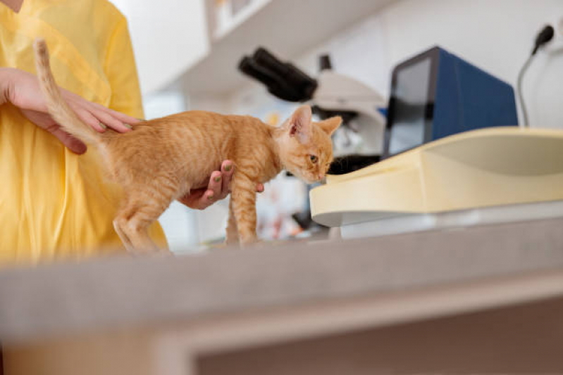 Consulta Médico Veterinário Fazenda Nata - Consulta de Veterinário Londrina