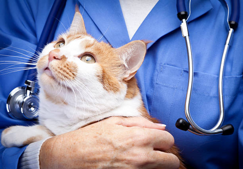 Consulta para Felinos Jardim Bandeirantes - Consulta Médica para Gatos