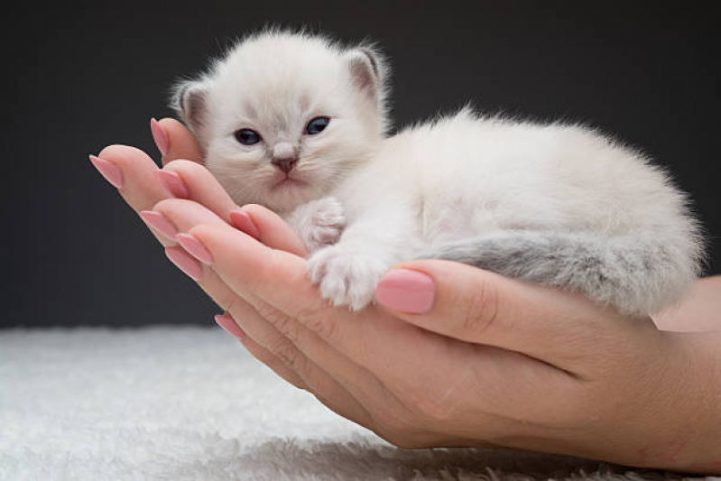 Consulta para Gato Agendar Pioneiros - Consulta para Felinos