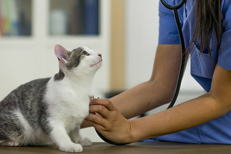 Consulta para Gato Filhote Jardim Brasília - Consulta Médica para Gatos