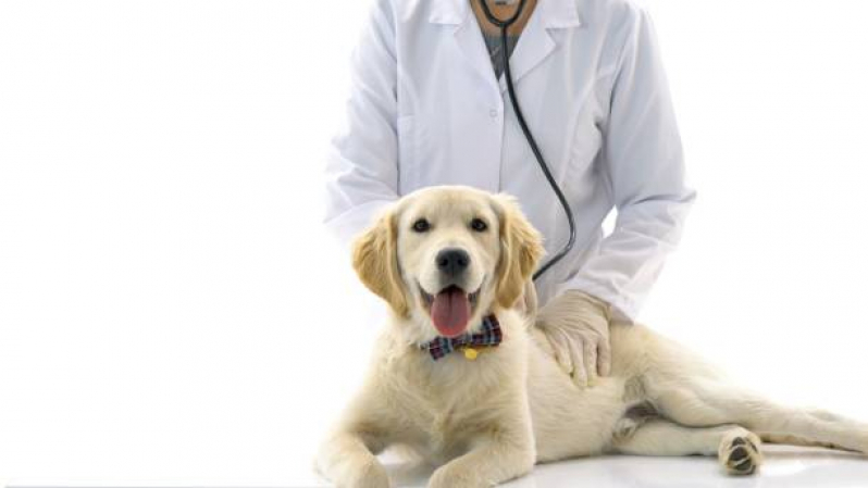 Consulta Vet Agendar Jardim Quebec - Consulta Oncologista Veterinária Londrina