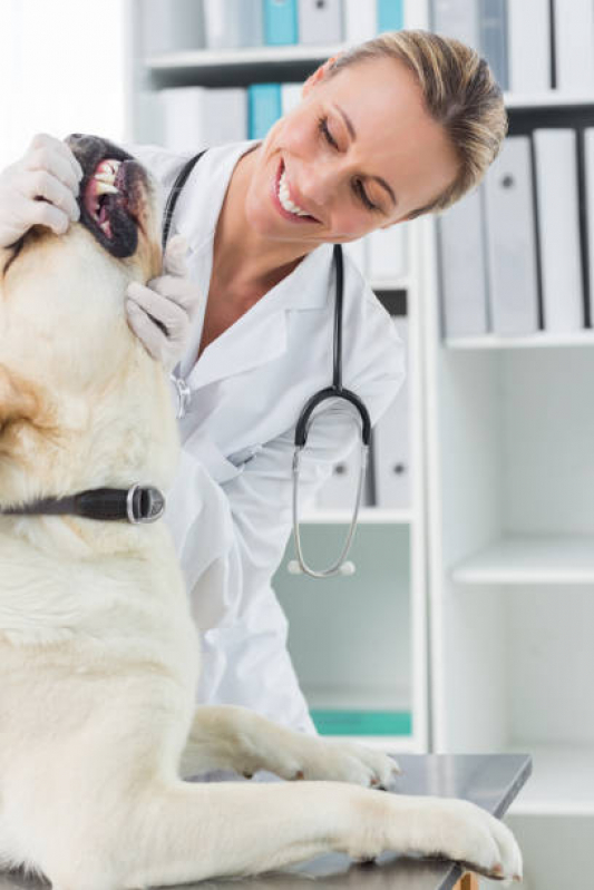 Consulta Veterinária 24h Marcar Rolância - Consulta Veterinária 24h