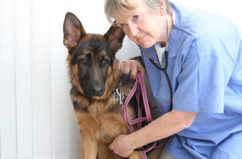 Consulta Veterinária Gato Agendar Aeroporto - Consulta Veterinária para Animais Londrina