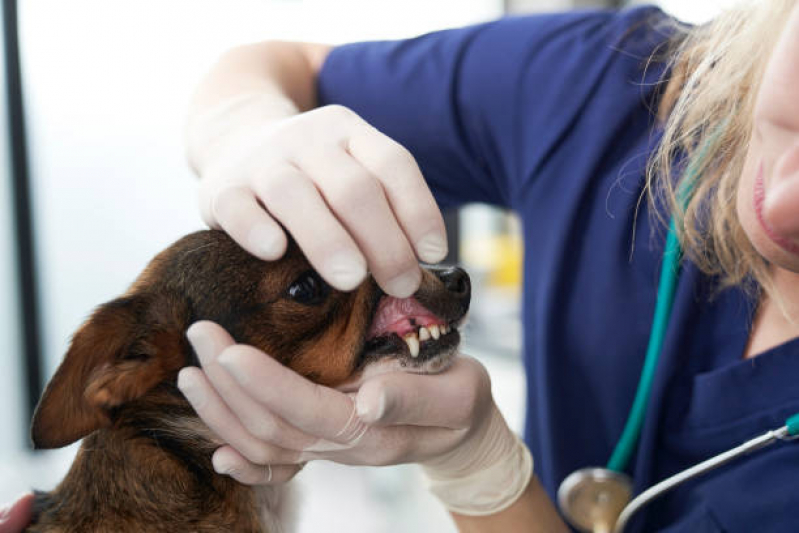 Consulta Veterinária para Cachorros Vila Ipiranga - Consulta Veterinaria Oncologista