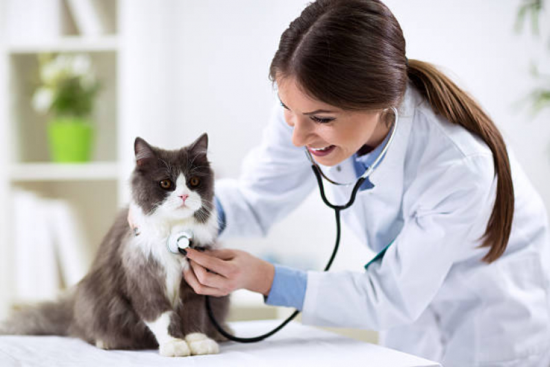 Consulta Veterinária para Felino Marcar Higienópolis - Consulta de Rotina para Gatos