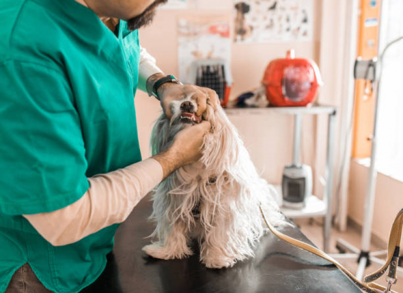 Contato de Clínica de Veterinário Rolância - Clinica Medica Veterinaria Londrina