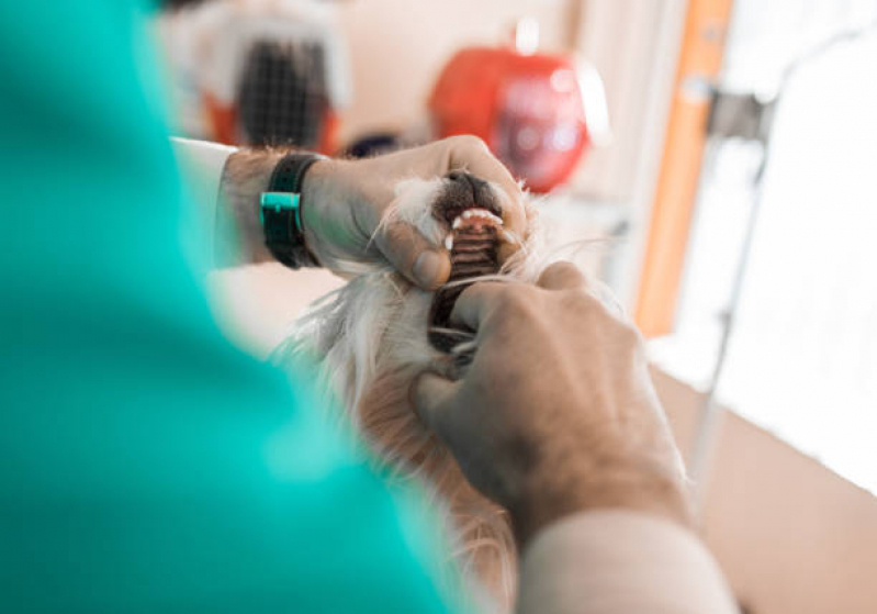 Contato de Clinica Pet 24 Horas Rolância - Clinica Veterinária Popular Londrina