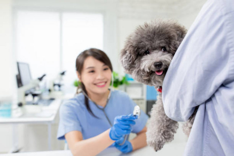 Contato de Clinica Pet Jardim Pacaembu - Clinica de Veterinaria Londrina