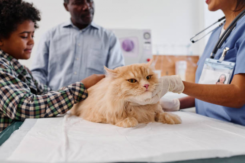 Contato de Clínica Popular Veterinária Espírito Santo - Clínica Veterinária 24 Horas Perto de Mim Londrina