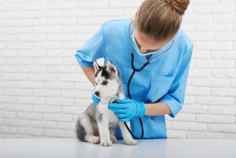 Contato de Clínica Veterinária 24h Perto de Mim Cafezal - Clínica Veterinária Mais Próximo de Mim