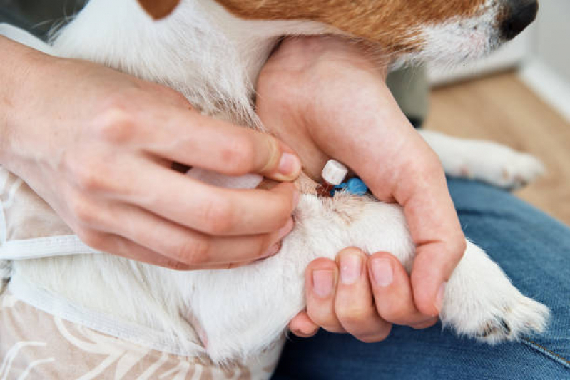 Contato de Clínica Veterinária Mais Próximo de Mim Jardim Bandeirantes - Clínica Popular Veterinária Londrina