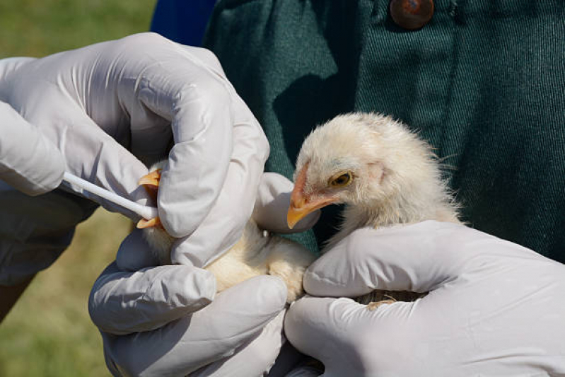 Diagnóstico de Doença de Aves Agendar Perobinha - Diagnóstico de Doença Canina