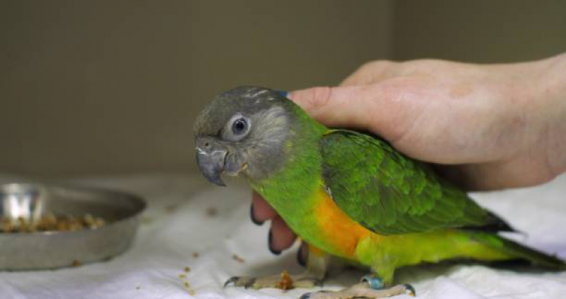 Diagnóstico de Doença de Aves Marcar Tucanos - Diagnóstico de Doença de Cachorro