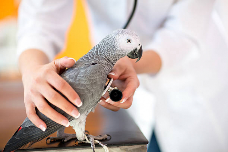 Diagnóstico de Doença de Aves Saltinho - Diagnóstico de Doença Animal