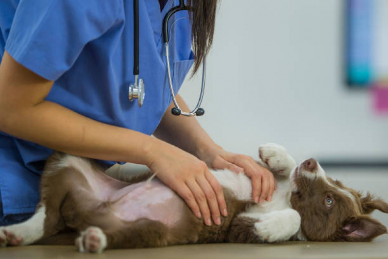 Diagnóstico de Doença de Cachorros Alto do Cafezal - Diagnóstico por Imagem em Pequenos Animais