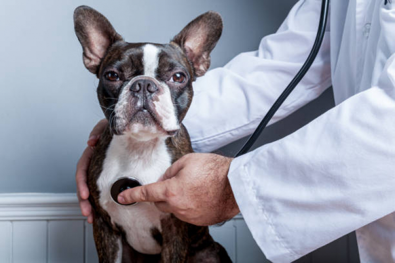 Diagnóstico Imagem Veterinária Marcar Aeroporto - Diagnóstico de Displasia Coxofemoral em Cães