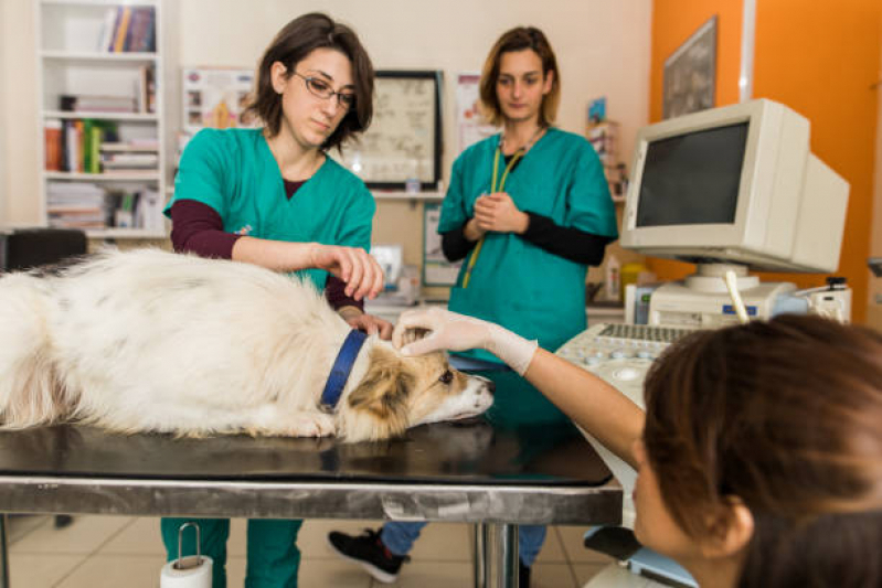 Diagnóstico por Imagem em Pequenos Animais Agendar Jardim Presidente - Diagnóstico de Doenças de Cachorros