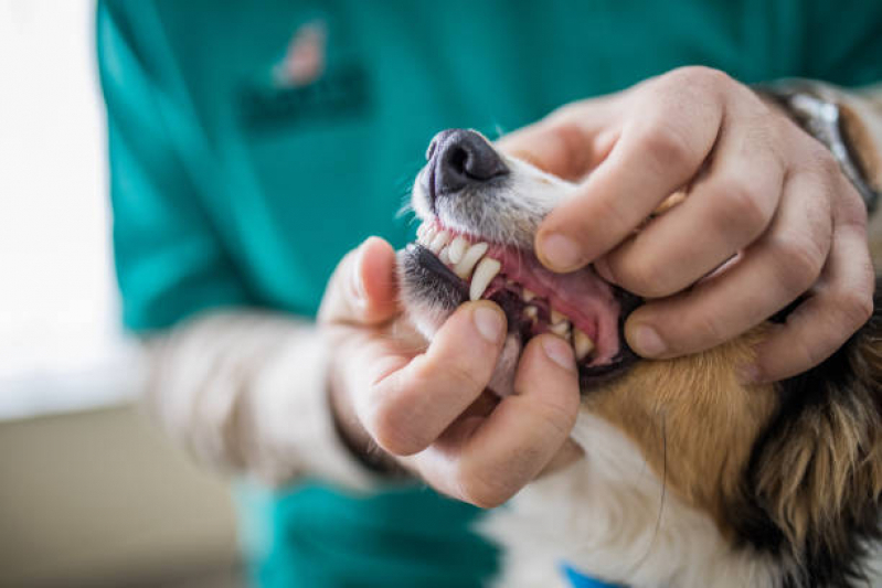 Diagnóstico por Imagem em Pequenos Animais Centro Histórico - Diagnóstico de Doença de Cachorro