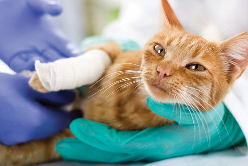 Endereço de Clínica Especializada em Felinos Brasília - Clínica Veterinária para Castrar Gatos