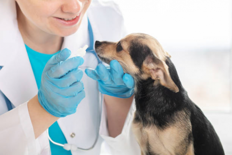 Endereço de Farmácia de Manipulação para Animais Jardim Leonor - Farmácia Veterinária Mais Próxima Londrina