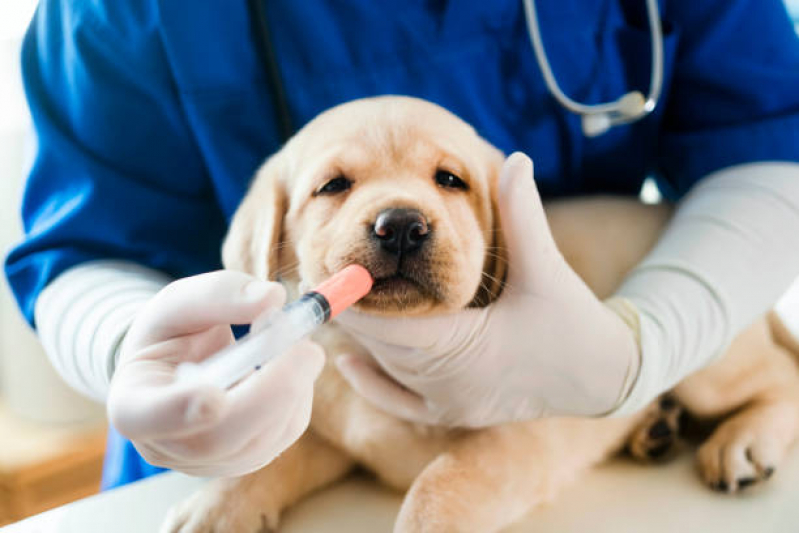 Endereço de Farmácia Veterinária Próximo a Mim Perobinha - Farmácia para Animais Londrina