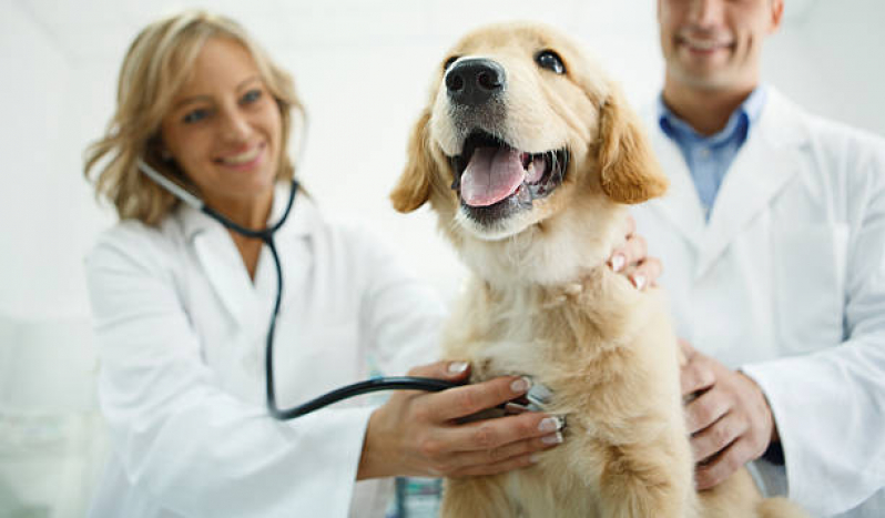 Endereço de Hospital Veterinário para Cachorro Nova Esperança - Hospital Veterinário para Gatos