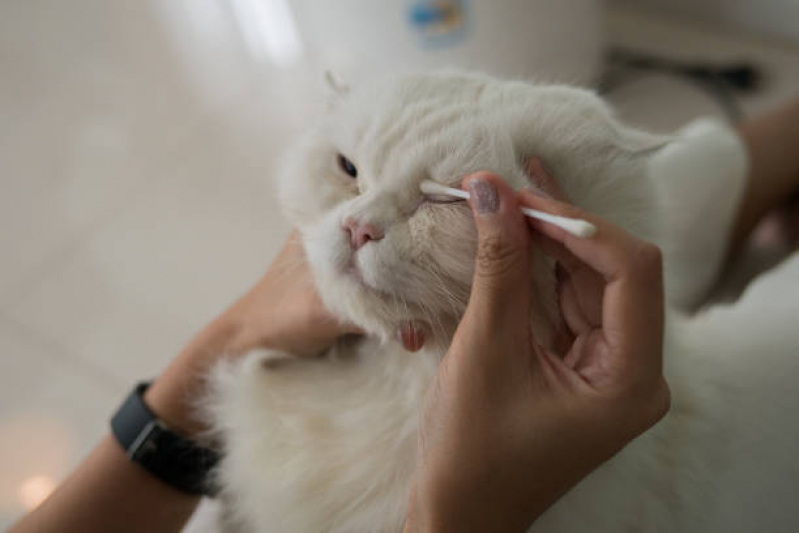 Endereço de Laboratório para Exames em Animais Vila Nova - Laboratório para Pets