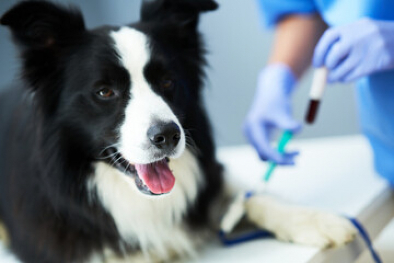 Endereço de Laboratório Veterinário Próximo de Mim Jardim Brasília - Laboratório para Exames em Animais