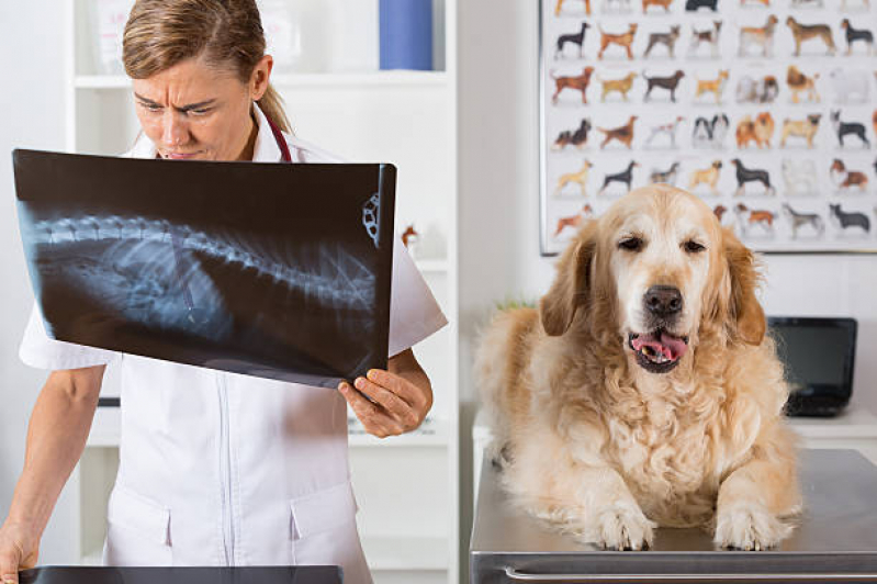 Exame de Raio X Pet Jardim Coliseu - Exames Laboratoriais para Cachorro Jardim Novo Sabara