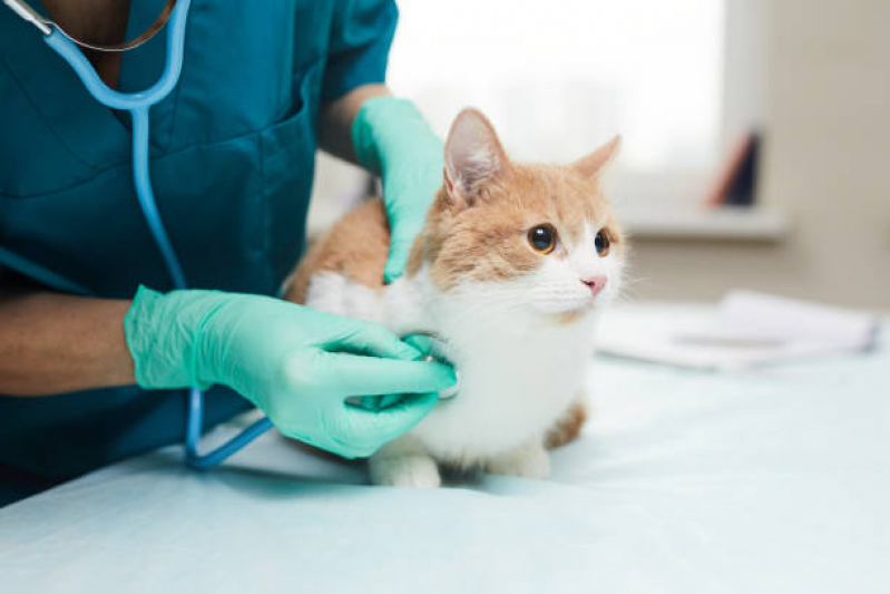 Exame para Gato Heimtal - Exame de Ecocardiograma em Gatos