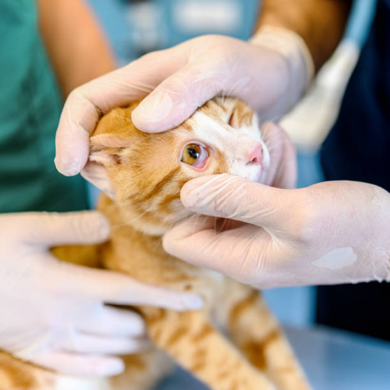 Exames Laboratoriais para Gatos Agendar Jardim Leonor - Exame de Sangue para Animais