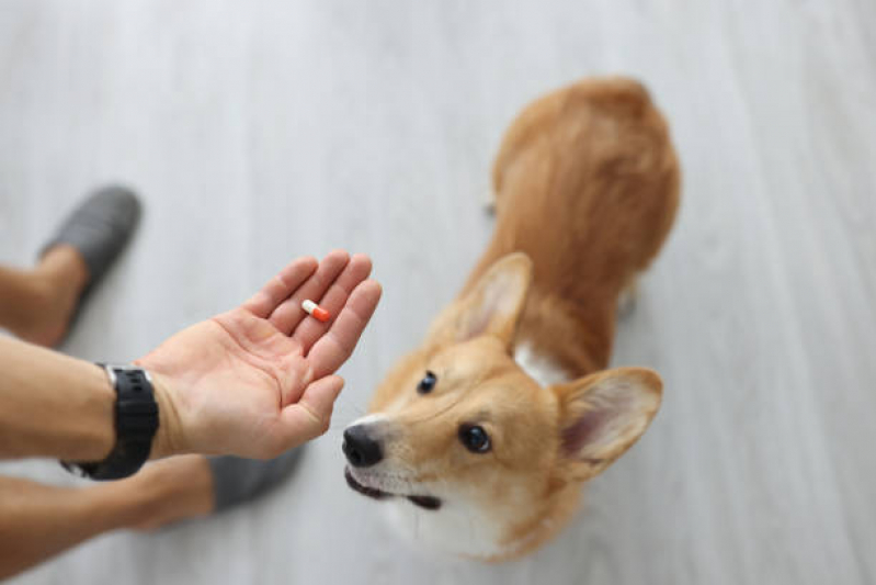 Farmácia de Manipulação Veterinária Contato Ibiporã - Farmácia para Animais Londrina