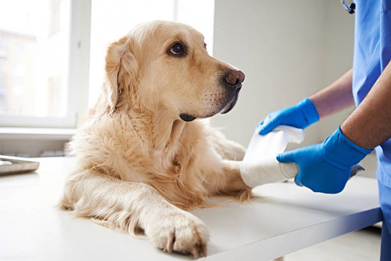 Farmácia para Animais Contato HU - Farmácia Veterinária Mais Próxima Londrina