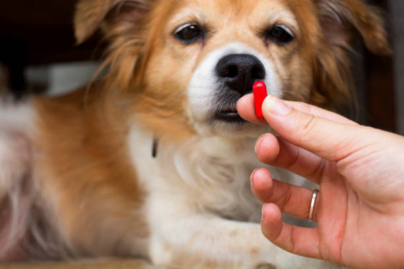 Farmácia Veterinária 24h Perto de Mim Contato Pioneiros - Farmácia Veterinária 24h Londrina