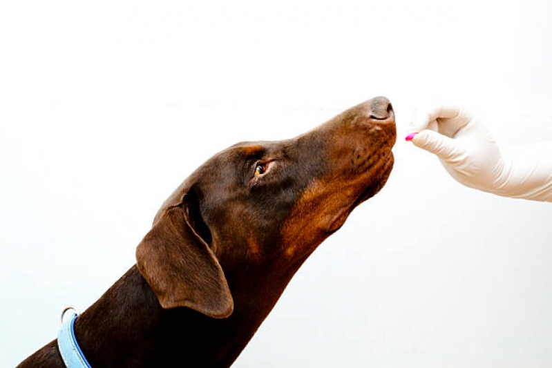 Farmácia Veterinária 24h Vila Brasil - Farmácia para Animais Londrina