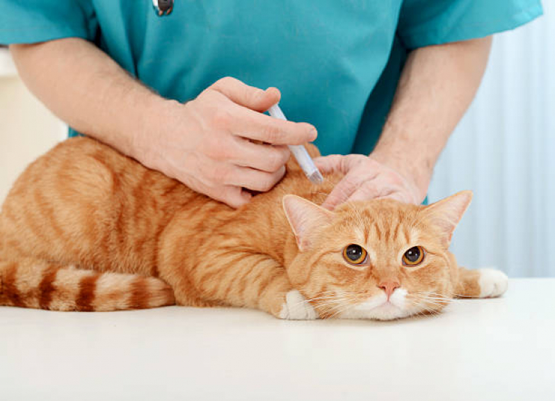 Farmácia Veterinária Mais Próxima Nova Esperança - Farmácia Veterinária 24h Londrina