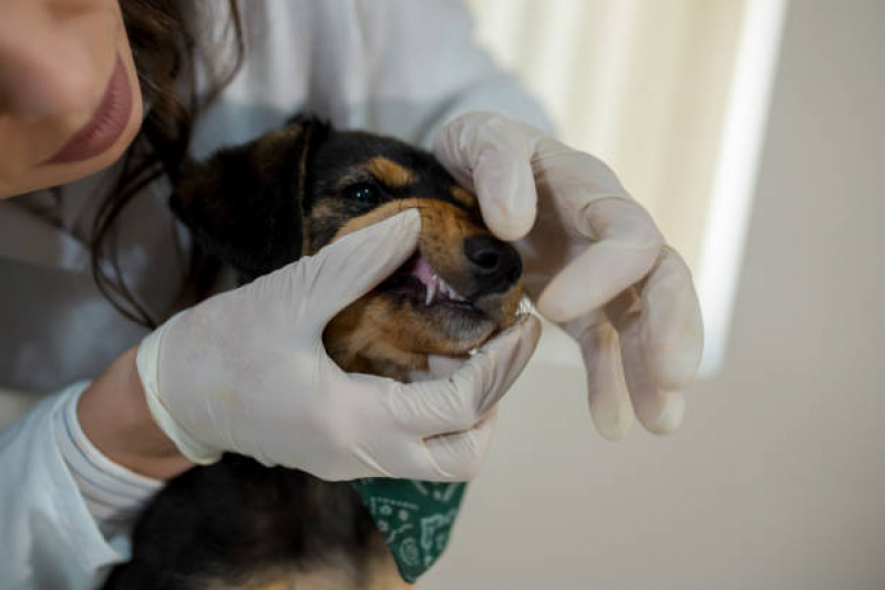 Hospital Veterinário Endereço Parque Guanabara - Hospital Pet 24 Horas