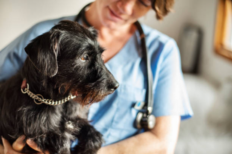 Hospital Veterinário para Cachorro Chácaras Esperança - Hospital Veterinário Perto de Mim