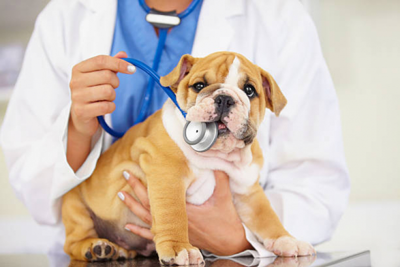 Hospital Veterinário para Cachorros Endereço Parque Guanabara - Hospital Veterinário para Cachorro