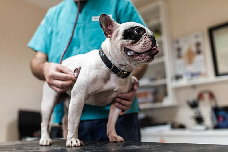 Hospital Veterinário para Cachorros Chácaras Esperança - Hospital Veterinário para Gato