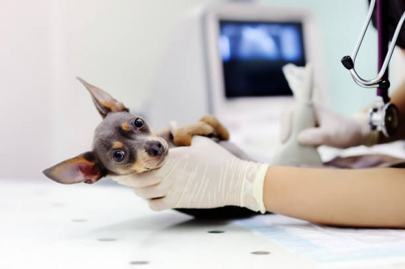 Hospital Veterinário Próximo a Mim Conjunto Ernani Moura Lima - Hospital Veterinário Perto de Mim