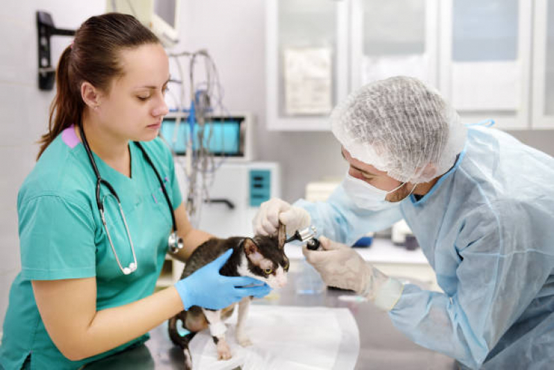 Hospital Veterinário Vila Brasil - Hospital Veterinário para Gato