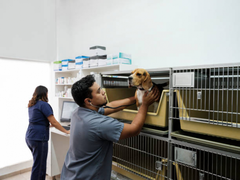 Internação Animal Centro Histórico - Internação para Animais de Estimação