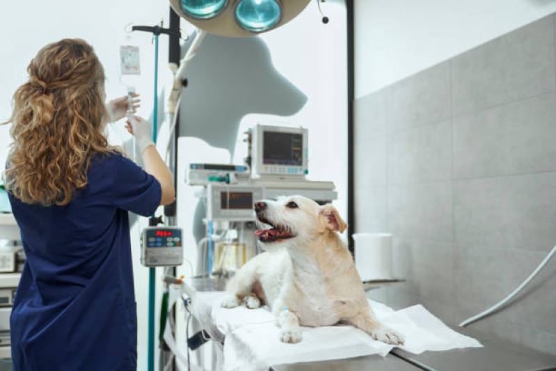 Internação de Cachorros Clínica Acapulco - Internação para Animais Londrina