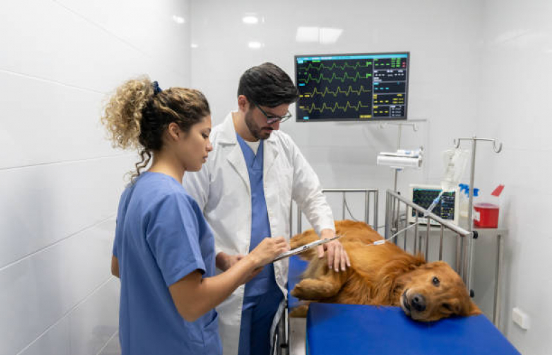 Internação de Cachorros Londrina - Internação para Animais de Estimação